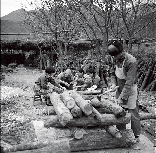 椴木制菇 （姚家飞1981年11月摄于庆元周墩香菇实验场）.jpg